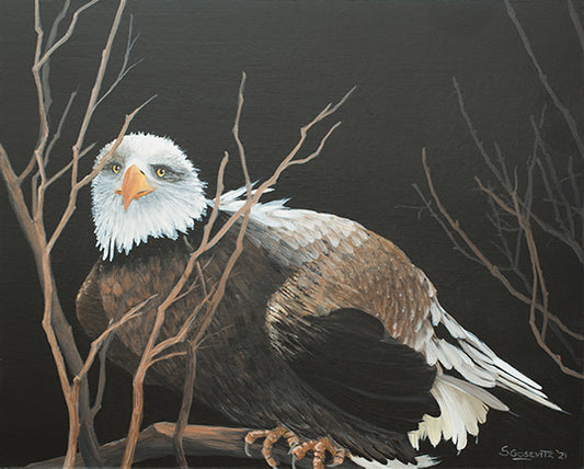 Bald Eagle