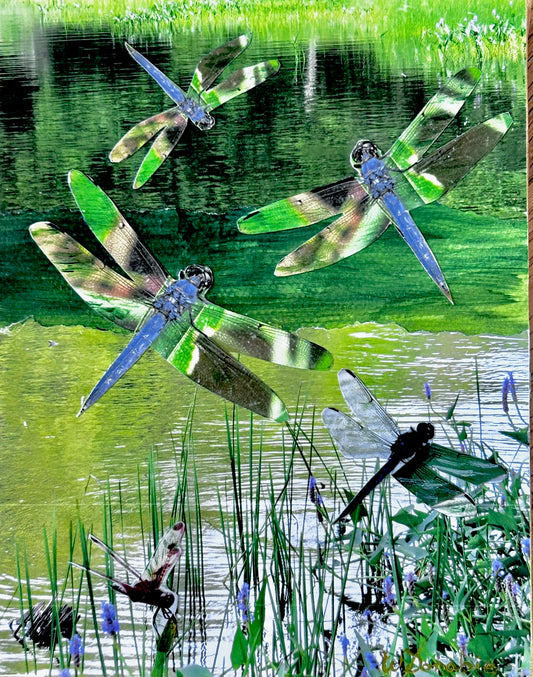 Dragonfly Delight