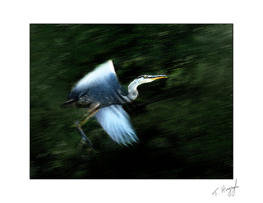 Heron