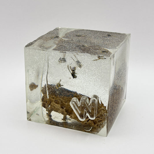 How We Learn, W is for Wasp