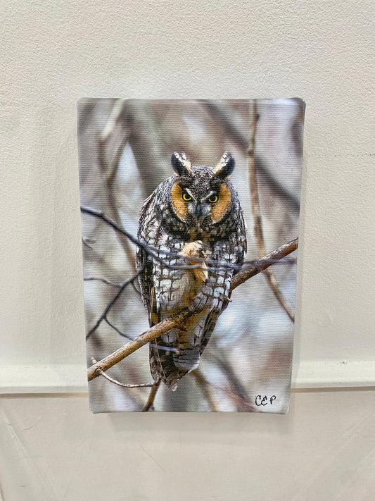 Owl Mni Canvas Print