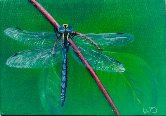 Dragonfly #16 | Variable Darner
