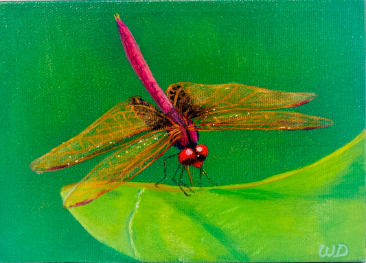 Dragonfly #14 | Violet Dropwing