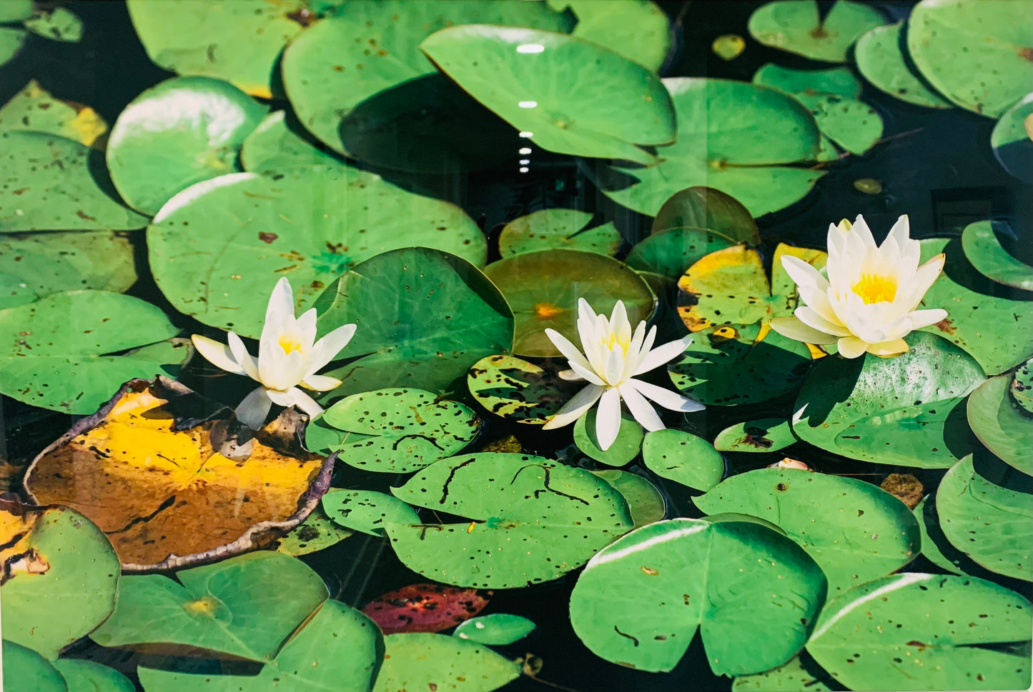Lilypads