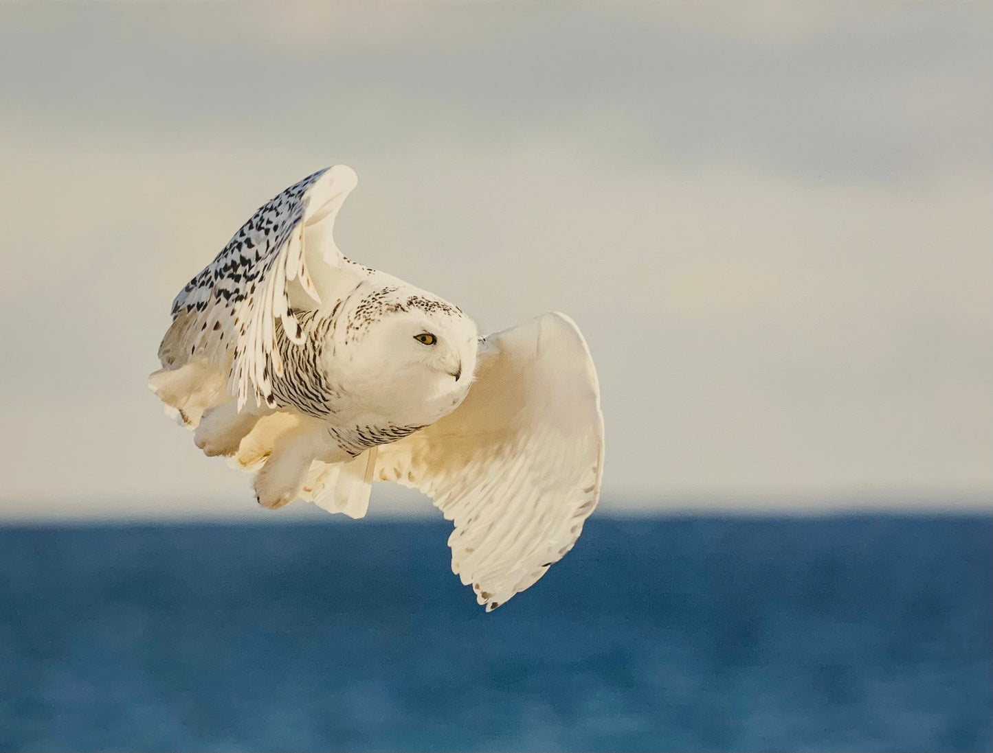 Snowy Owl
