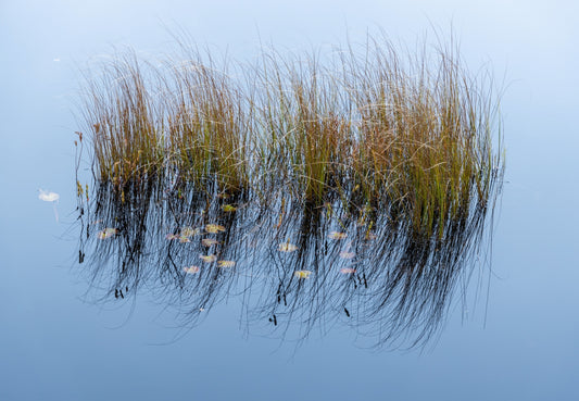 Reeds In The Blue