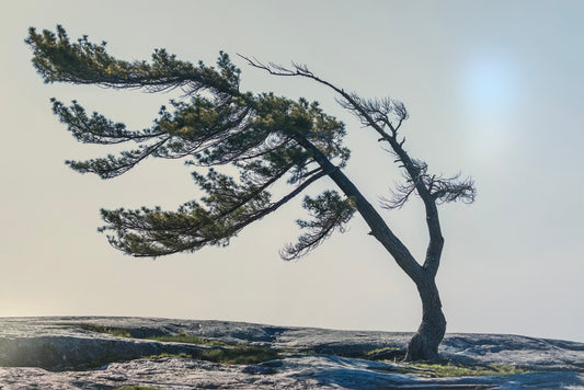 The Tree at Killbear