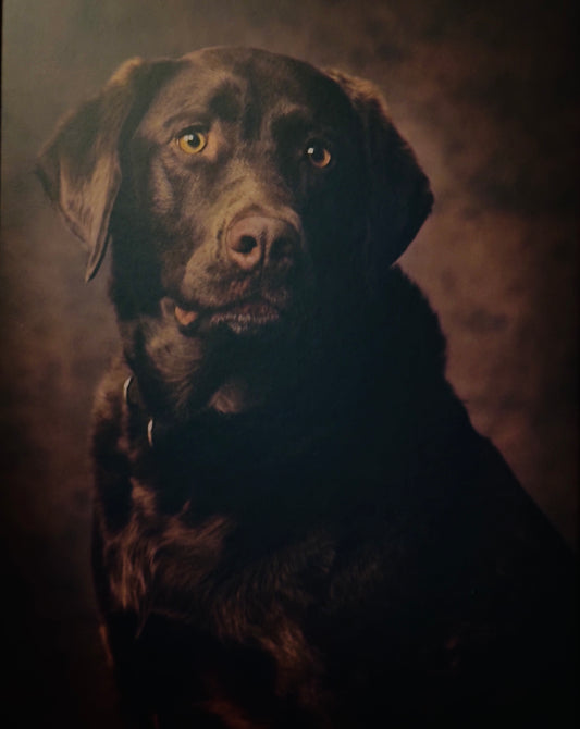 Chips...Chocolate Lab