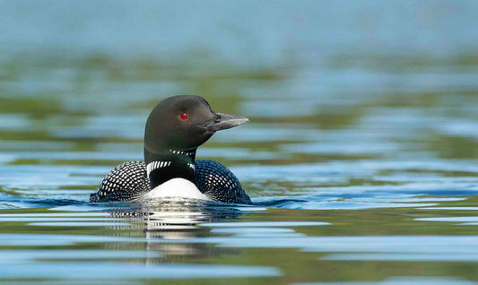 Blank Notecards, 5x7, 5 pack