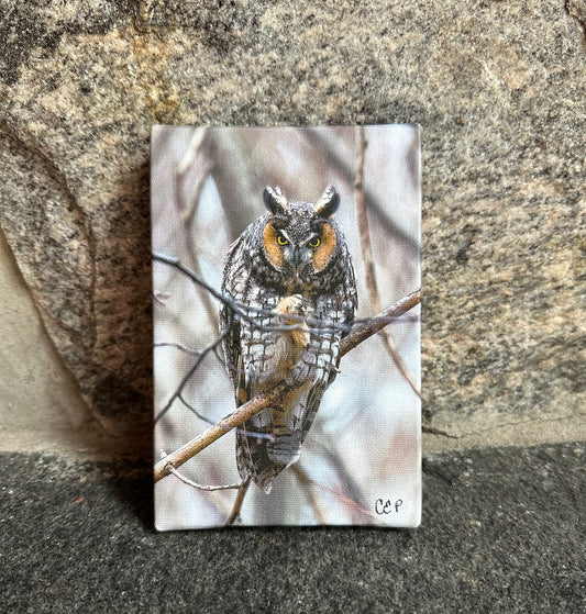 Mini Owl Canvas Print
