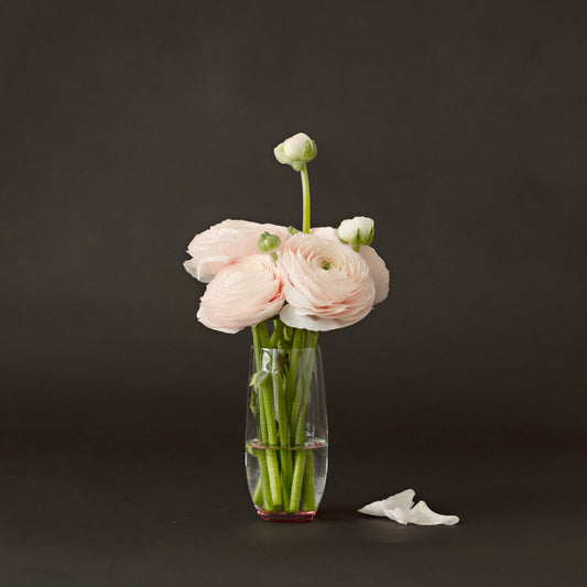Pink Ranunculus