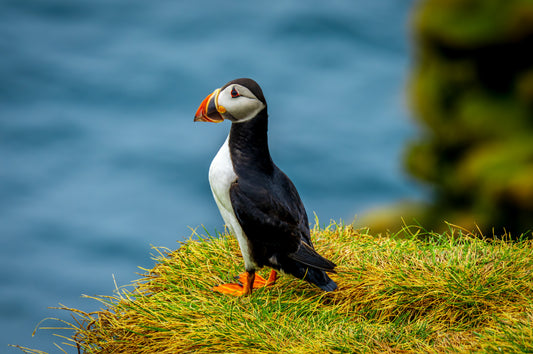 Puffin