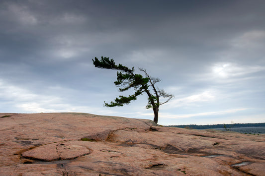 Windswept Pine, Killbear Provincial Park