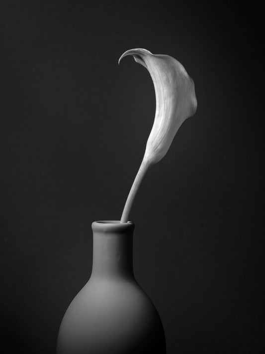 Single Lily in a Vase