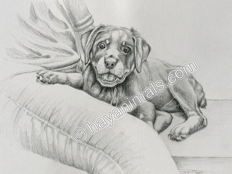 The Baby Rottweiler