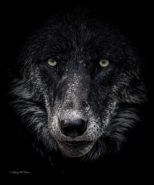 Black Wolf