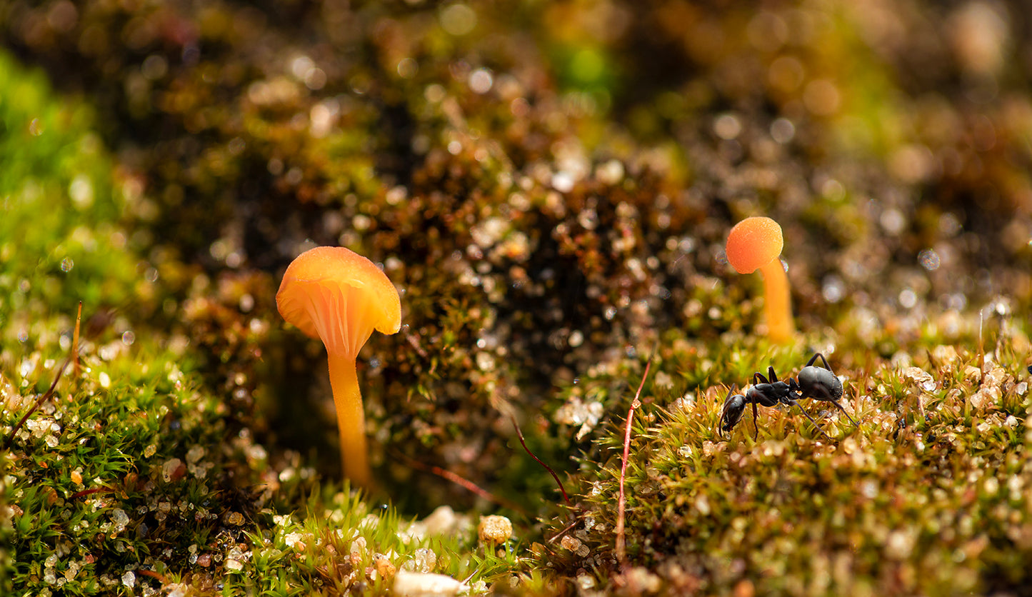 Stroll Through The Mushrooms