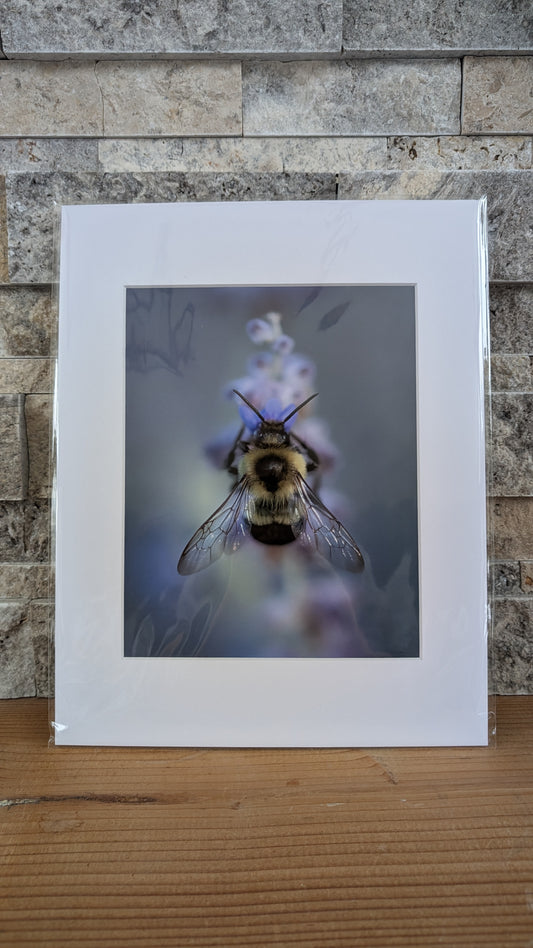 Buzzing in the Blossoms