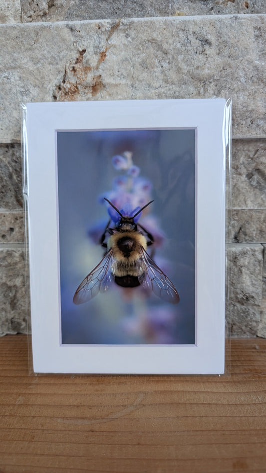 Buzzing in the Blossoms