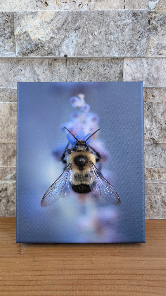 Buzzing in the Blossoms