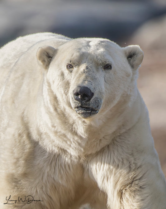 Churchill Polar Bear