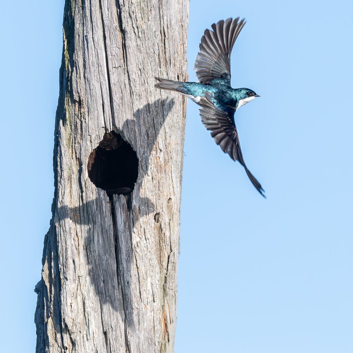 Protecting His Nest