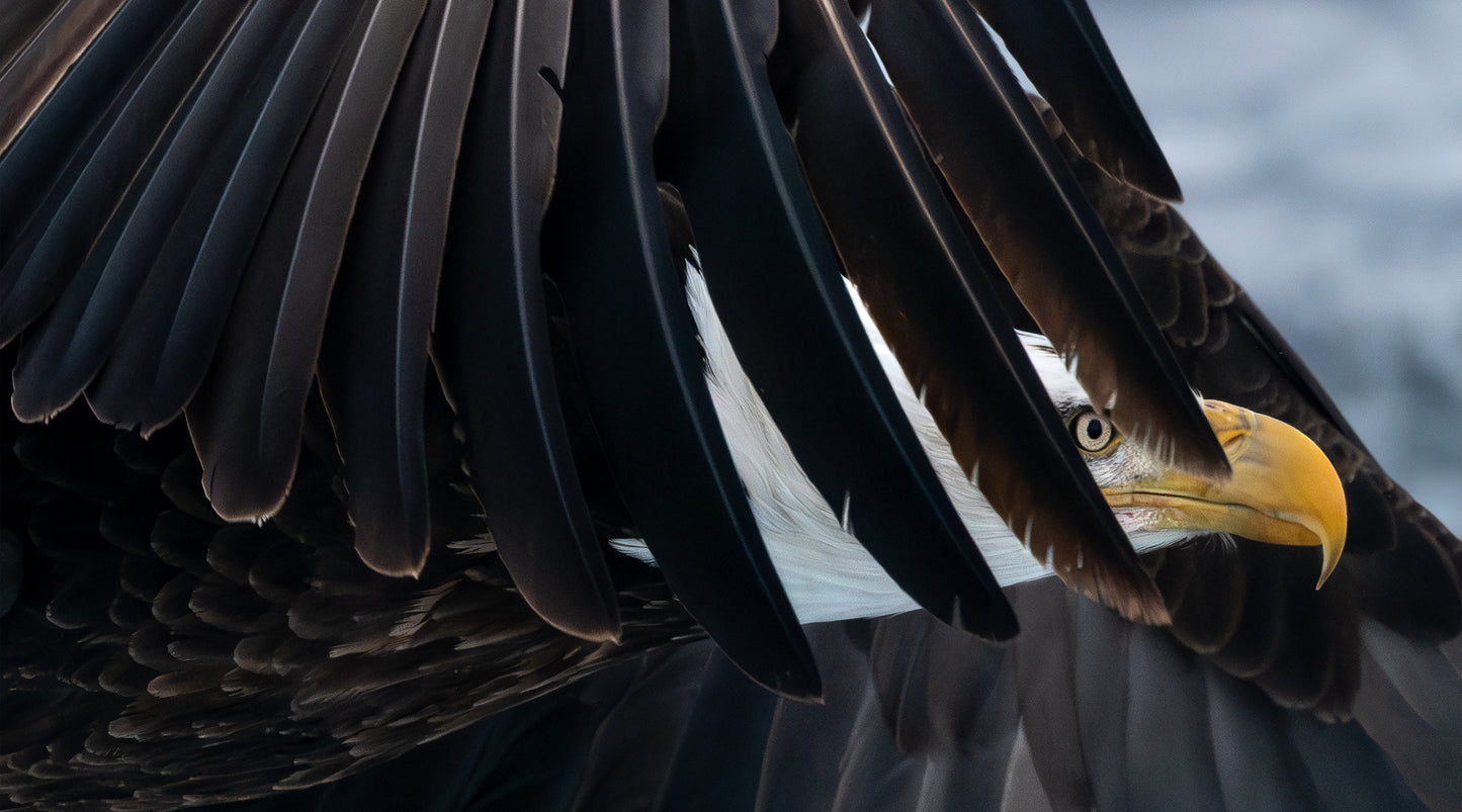 Eagle Eye