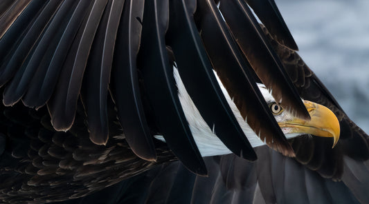 Eagle Eye