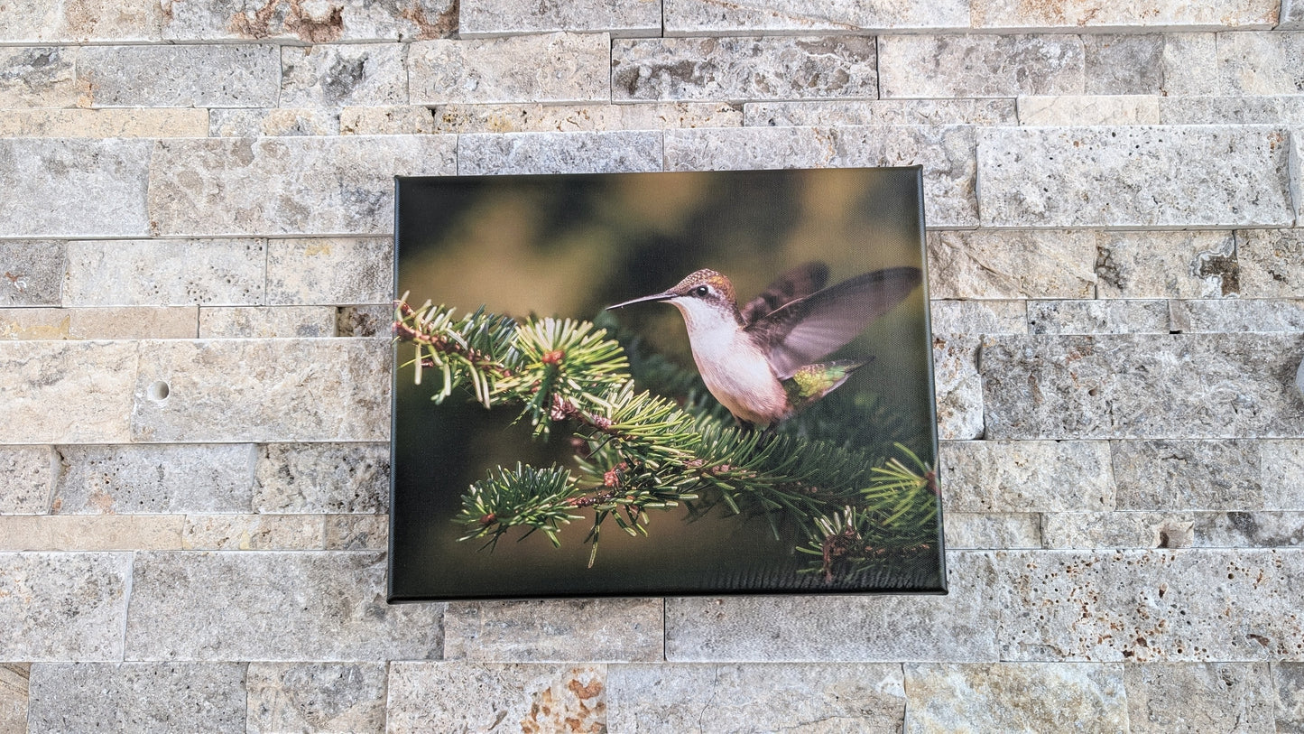 Fairy of the Everygreens