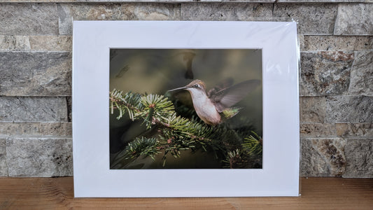 Fairy of the Evergreens