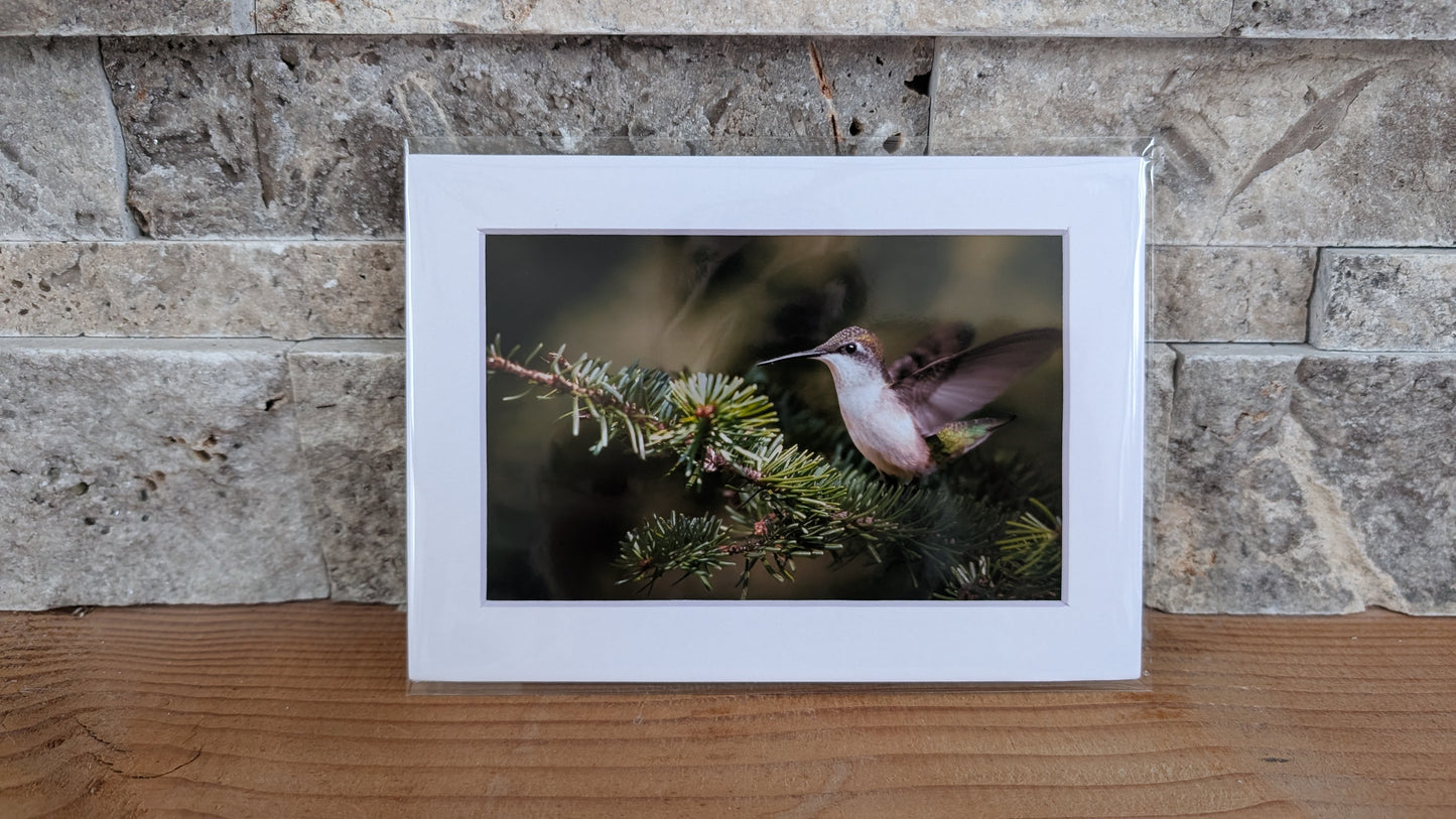 Fairy of the Evergreens