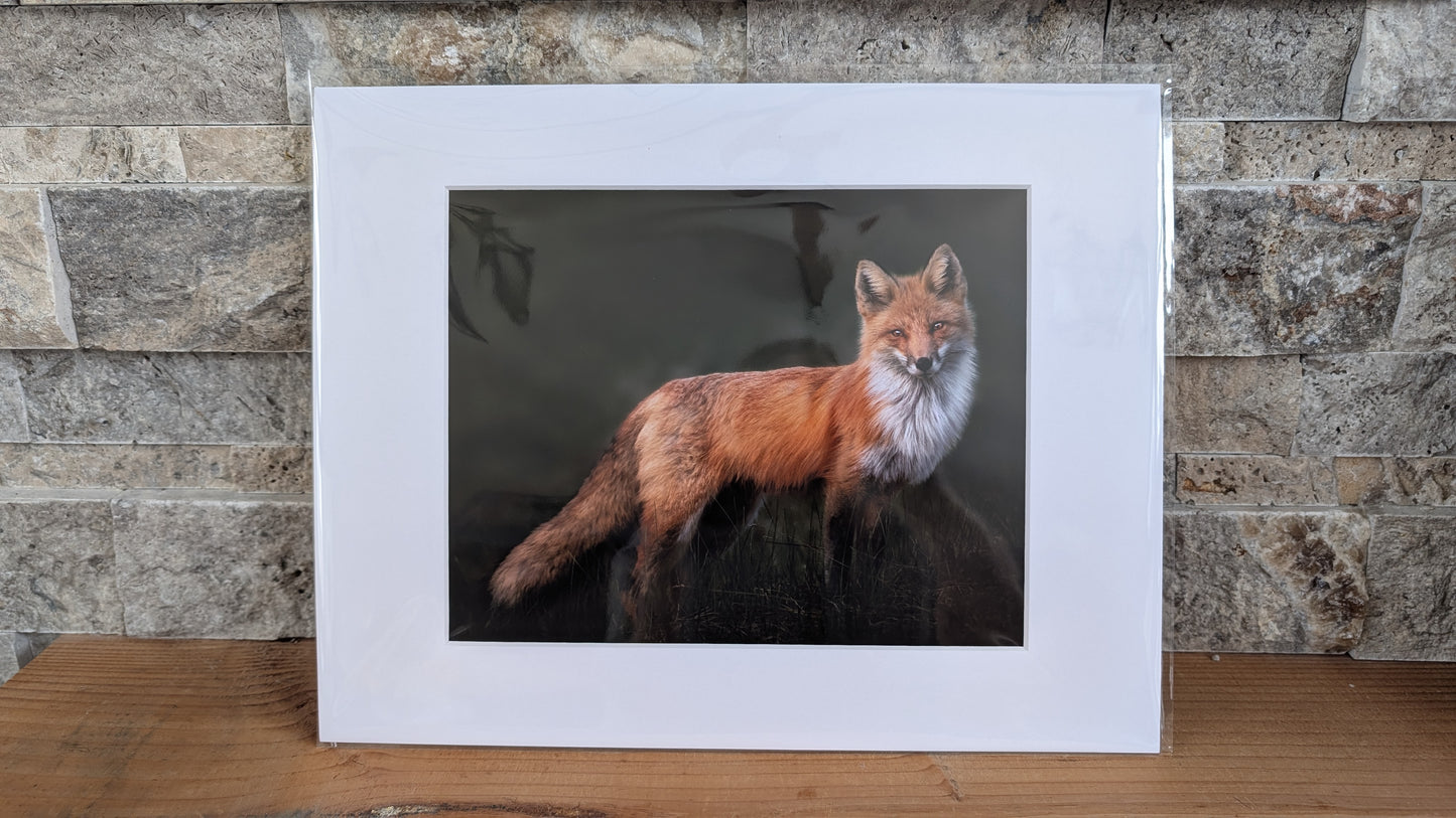 Flame in the Shadows