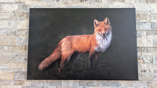 Flame in the Shadows