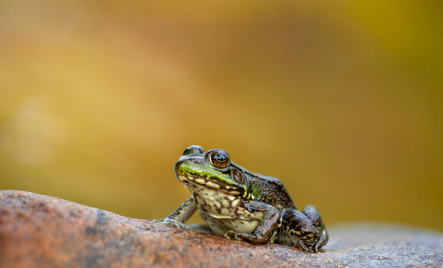 Spring Green Frog
