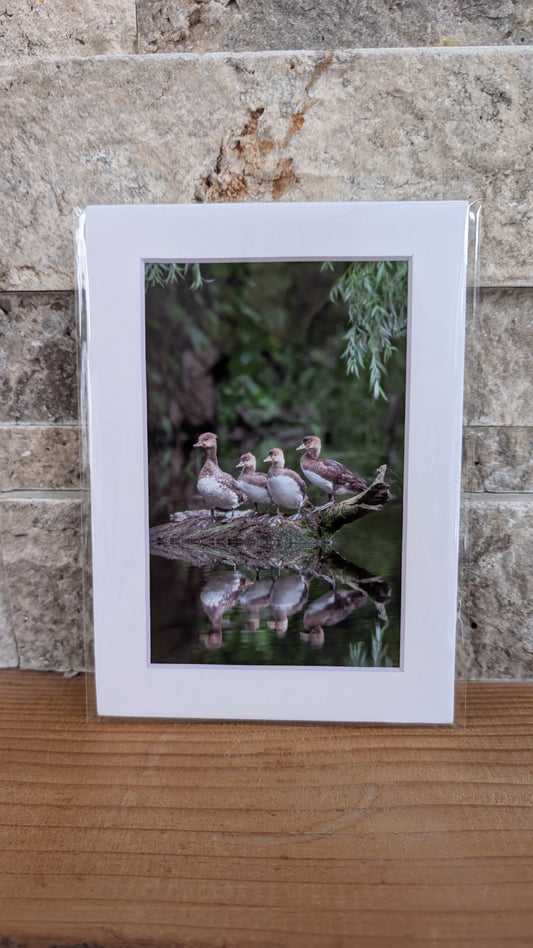 Got My Ducks in a Row