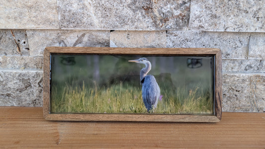 Grace Among the Grass