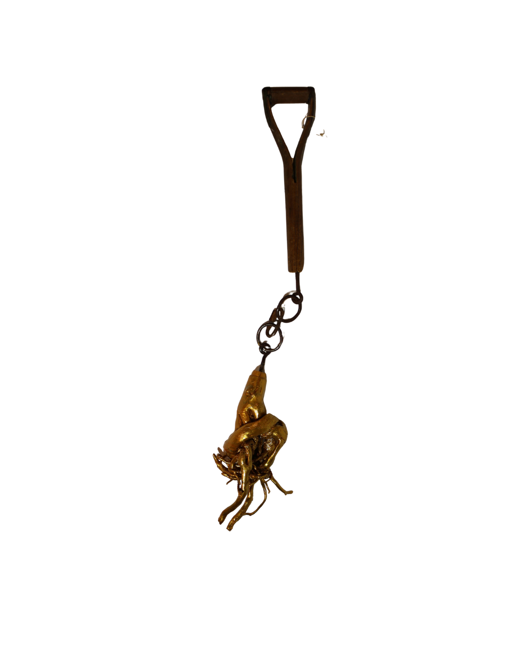 Hanging Heart Root