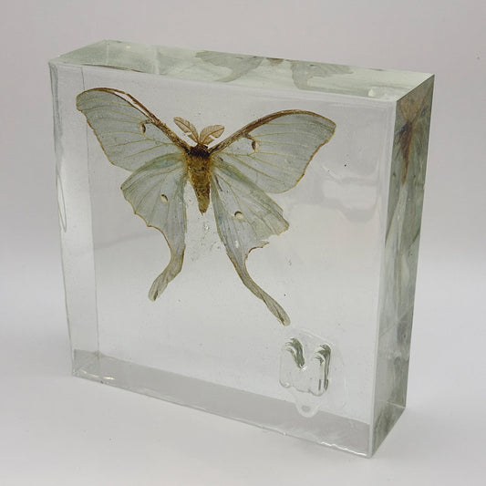 How We learn, M is for Moth