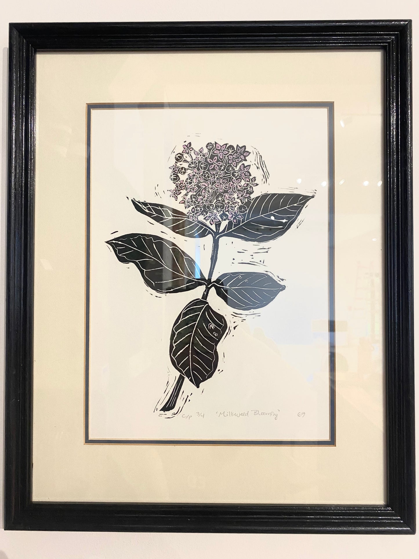 Milkweed Blooming