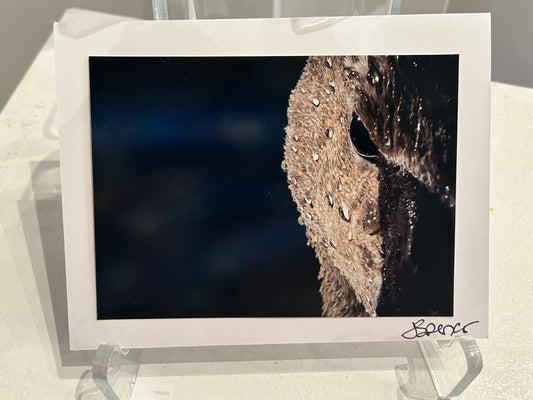 Photo Card by Jane Spencer