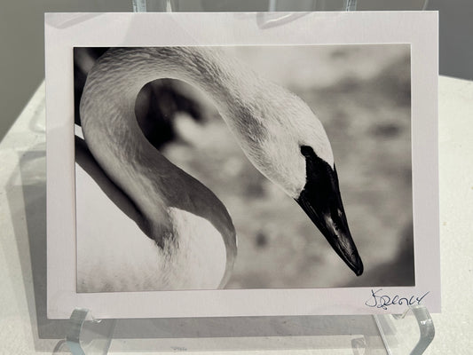 Photo Card by Jane Spencer