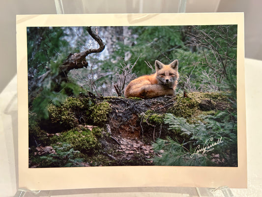 Photo Card by Larry Carroll