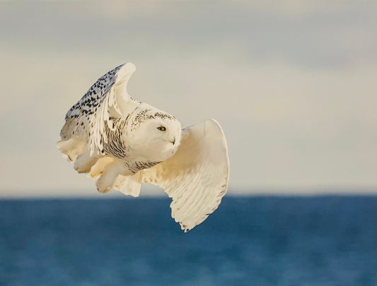 Snowy Owl