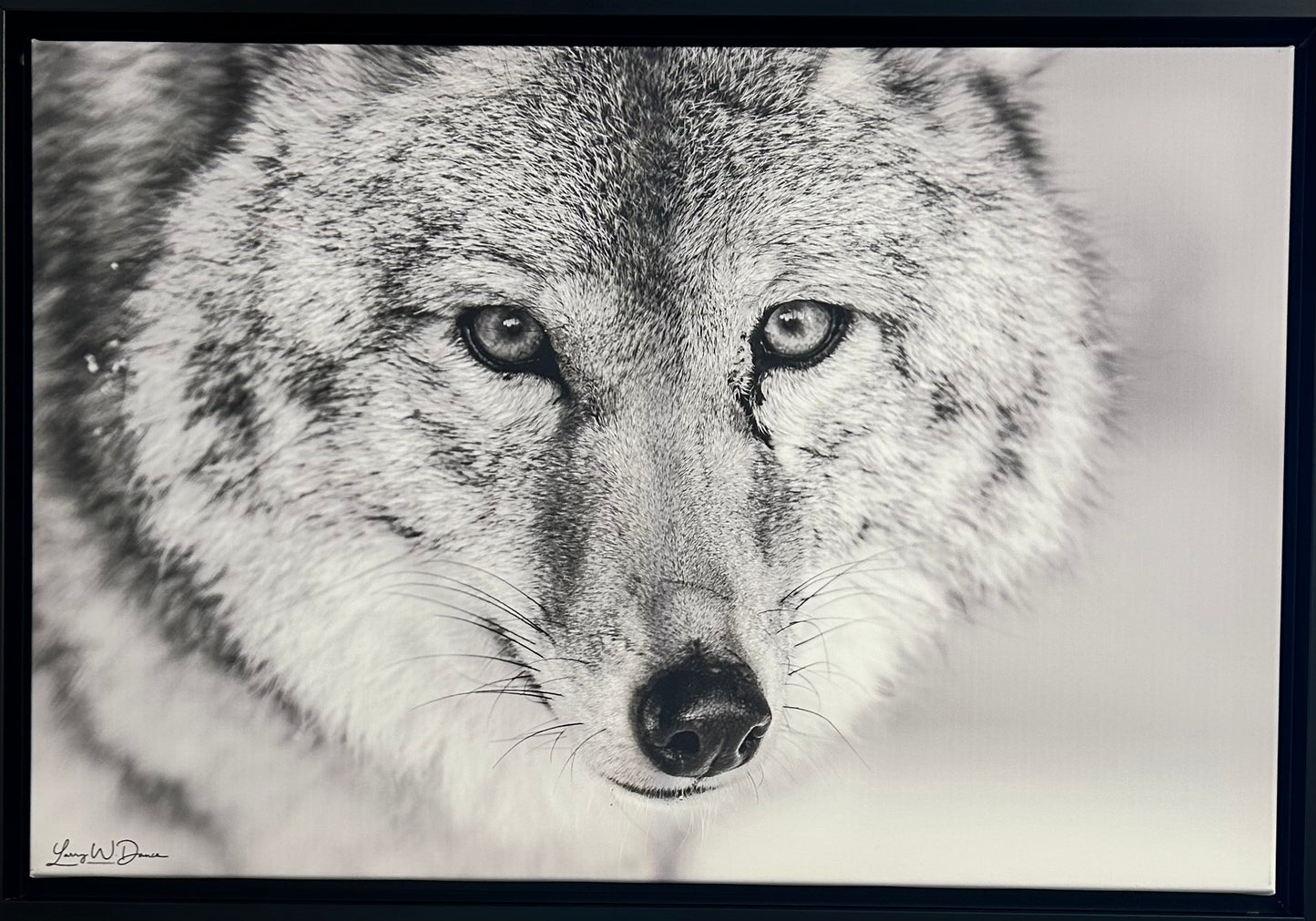 Wolf Face -Aspen