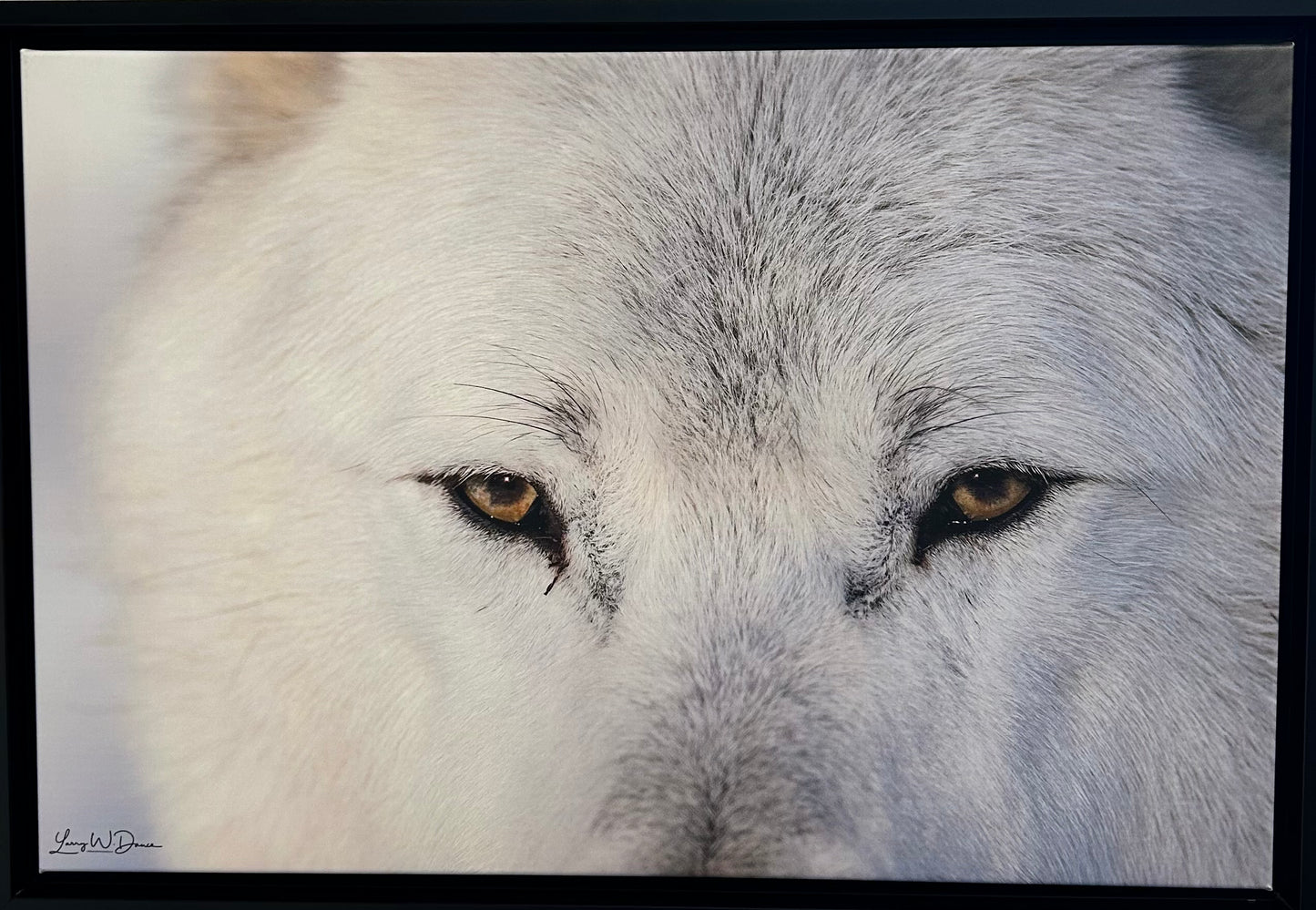 Wolf Face -Aspen