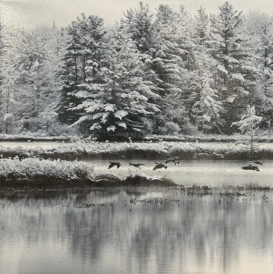 Winter Geese