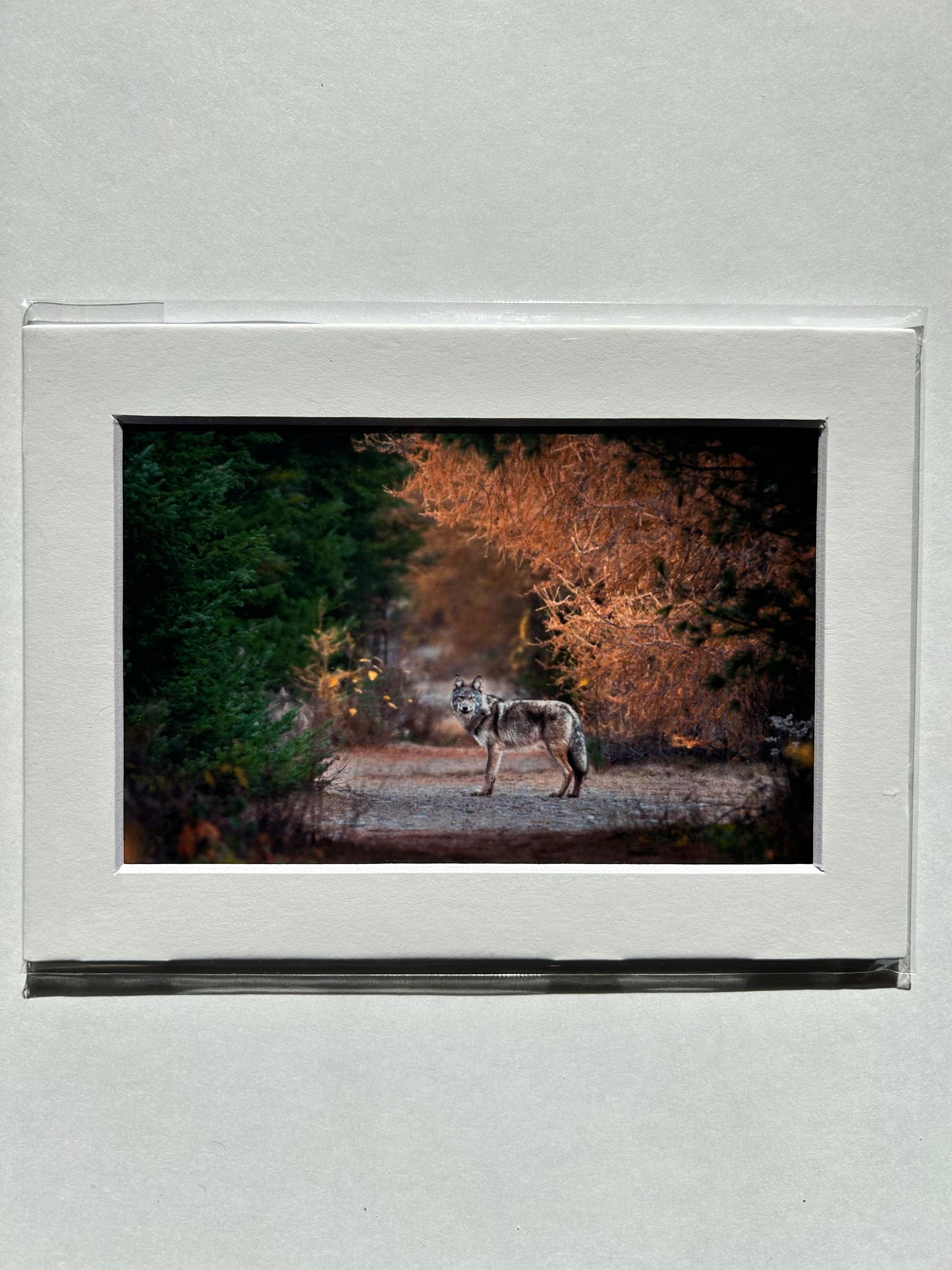 Lauren Todd Mini Prints