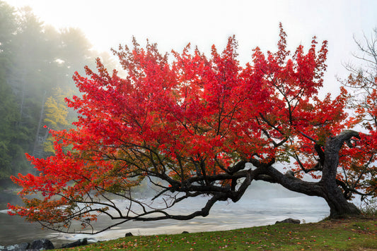 The Tree