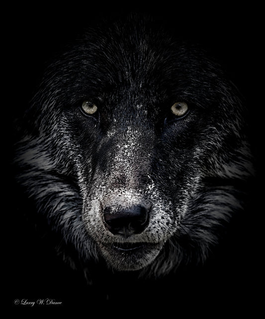 Black Faced Wolf #2