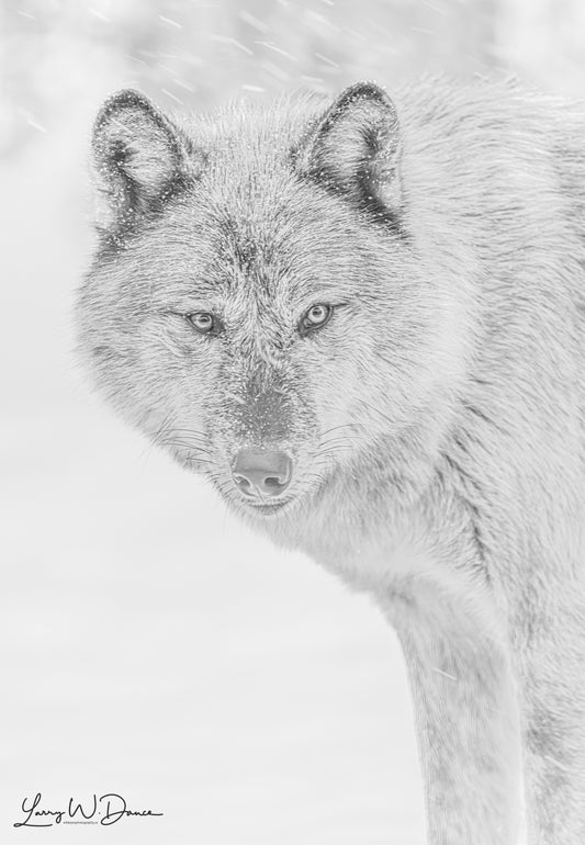 BW Winter Wolf #2